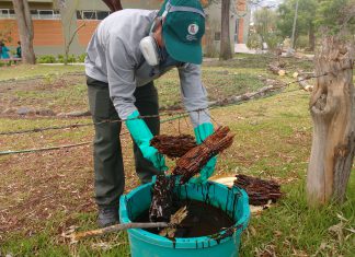Senasa: El cebo tóxico, una alternativa para el control de langostas