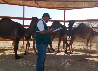 Senasa: Inspección de importación de dromedarios provenientes de España