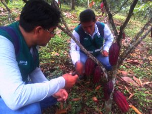 Senasa: Vigilancia fitosanitaria en cultivos para el control de plagas en San Martín