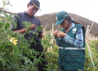 Vigilancia Fitosanitaria permite detectar oportunamente presencia de plagas