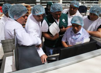 Senasa: Primer embarque de exportación de uva por el puerto de Matarani