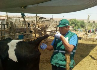 Senasa: Vigilancia epidemiológica pasiva para determinar enfermedades en ganado bovino