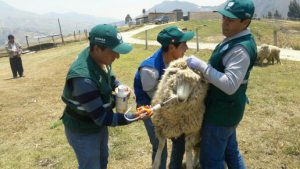 Senasa: Atención a ganado ovino y bovino en la sierra de La Libertad