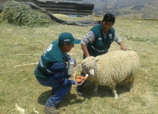 Senasa: Atención a ganado ovino y bovino en la sierra de La Libertad