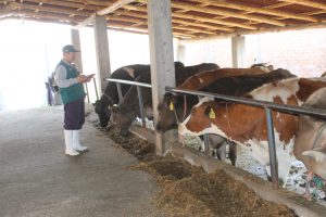 Certificación de establos libres de brucelosis garantiza estado sanitario de ganado bovino