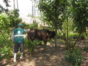 Senasa: Prevención y control del carbunco sintomático en Ucayali