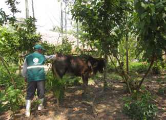Senasa: Prevención y control del carbunco sintomático en Ucayali