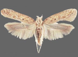 Tecia solanivora: una amenaza al cultivo de papa