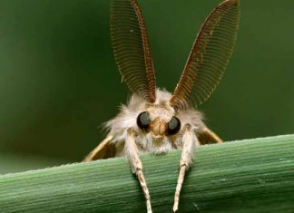 Polilla gitana, amenaza para plantaciones forestales y frutales de nuestro país
