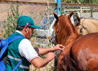 Perú no registra casos de anemia infecciosa equina