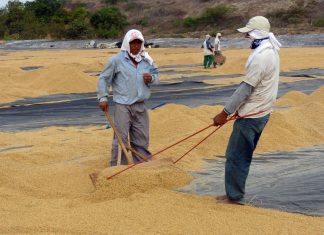 INEI: Producción de arroz cáscara creció 59.6% en noviembre 2016