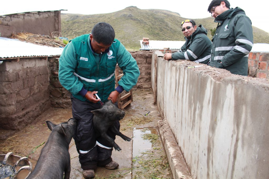 Senasa - Vacunación para prevenir peste porcina clásica en PunoSenasa - Vacunación para prevenir peste porcina clásica en Puno