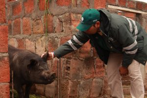 Senasa - Vacunación para prevenir peste porcina clásica en Puno