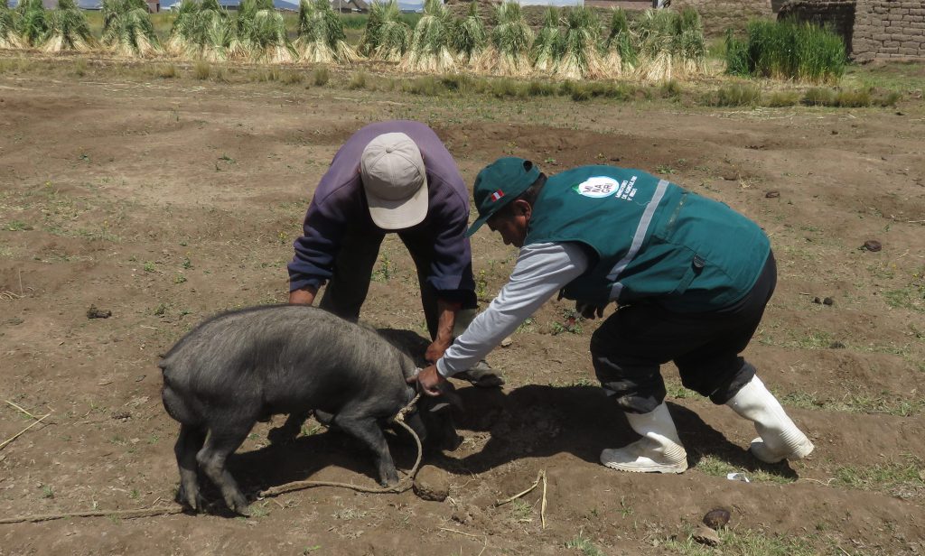 Senasa - Vacunación para prevenir peste porcina clásica en Puno
