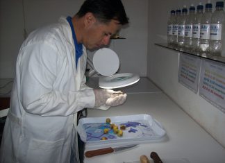 Laboratorios de disección de la fruta ayuda al control de productos de exportación