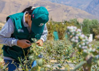 Arándanos peruanos inician conquista del gigante mercado Chino