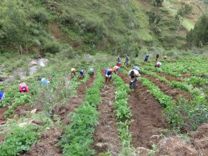Senasa - ECA, una metodología de aprendizaje para agricultores