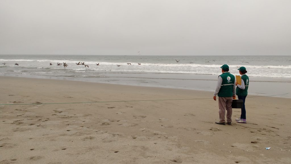 Senasa - Vigilancia pasiva en humedales y playas de Ica