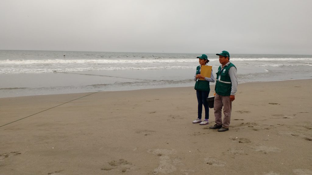 Senasa - Vigilancia pasiva en humedales y playas de Ica