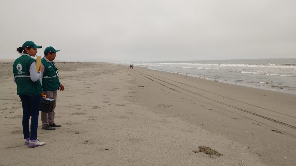 Senasa - Vigilancia pasiva en humedales y playas de Ica