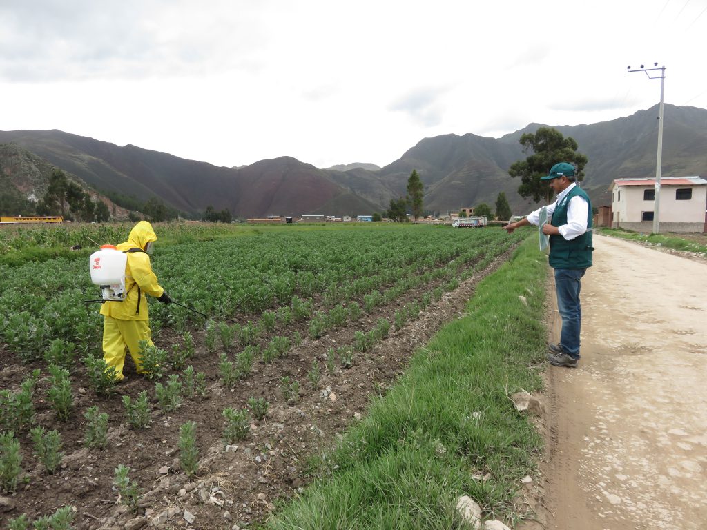 Capacitación a productores de haba en el manejo y uso adecuado de plaguicidas
