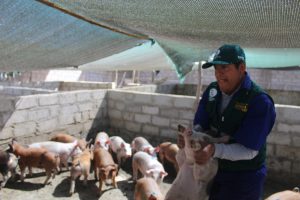 Senasa en alianza con los productores para prevenir enfermedades en porcinos