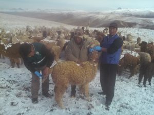 Senasa - Huancavelica - La sarna, amenaza de la producción alpaquera