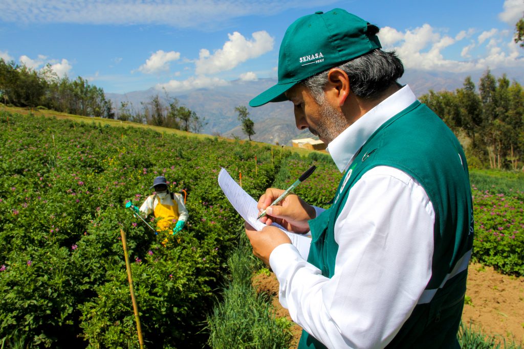 Senasa: Supervisión de ensayos de eficacia de plaguicidas - Áncash