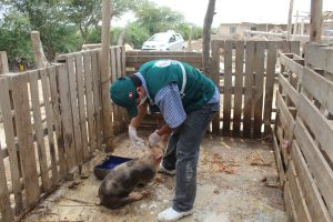 Lambayeque hacia la erradicación de la Peste Porcina Clásica