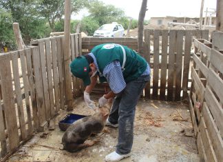 Lambayeque hacia la erradicación de la Peste Porcina Clásica