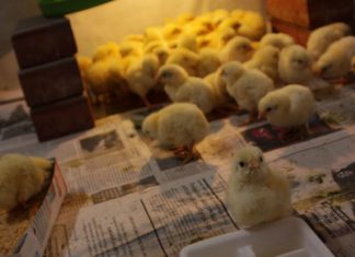 Minagri establece requisitos sanitarios para la importación de animales