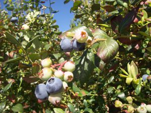 arándanos.Cajamarca