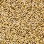Senasa – Arroz grano
