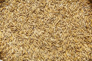 Senasa - Arroz grano