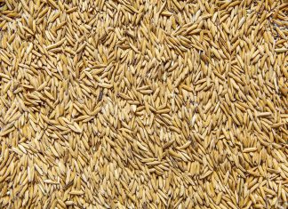 Senasa modifica requisitos para importanción de arroz grano con cáscara