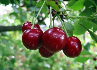 Senasa: Establecen requisitos fitosanitarios para la importación de semillas de cerezo de Francia