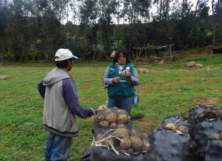 La Libertad: Capacitación en MIP de la papa en caseríos de Julcán, Ayungay y Santa Polonia
