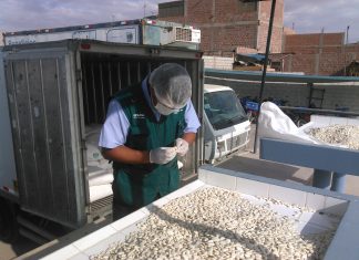 Tacna: Se exportan 880 kilogramos de habas a Chile