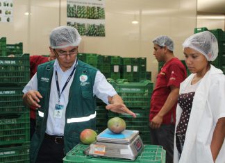 Lambayeque: Supervisión a tratamiento hidrotérmico para exportación de mango a Korea y Estados Unidos