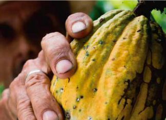Control mecánico-cultural reduce infestación de Mazorquero del cacao