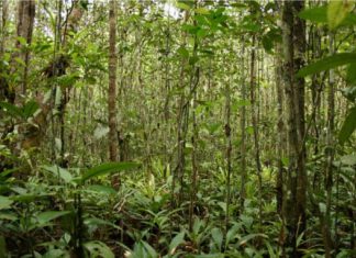 Minagri crea la Mesa Técnica de Desarrollo Forestal