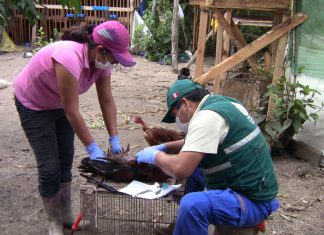 Cólera Aviar, enfermedad altamente contagiosa y prevalente