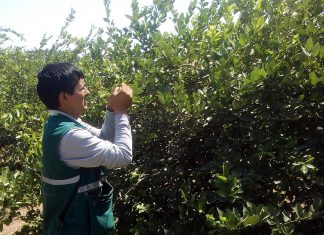Piura: Vigilancia fitosanitaria para prevenir HLB