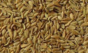 Senasa - semillas zanahorias