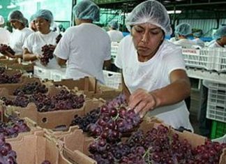 Campaña de uvas casi no se verá afectada por deslizamientos