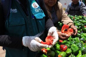 Senasa - Inspección de rocoto fresco para detección oportuna de mosca de la fruta
