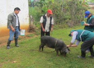 Amazonas: Campaña de vacunación contra la Peste Porcina Clásica en Luya