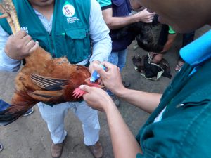 Senasa - Vacunación de aves en zonas alejadas de San Martín