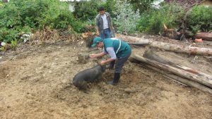 Senasa - Campaña de vacunación contra la Peste Porcina Clásica en Luya