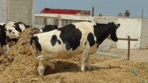 Senasa levanta cuarentena de vaquillonas de raza Holstein Freisian provenientes de Chile